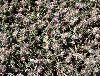 <em>Trifolium saxatile</em>